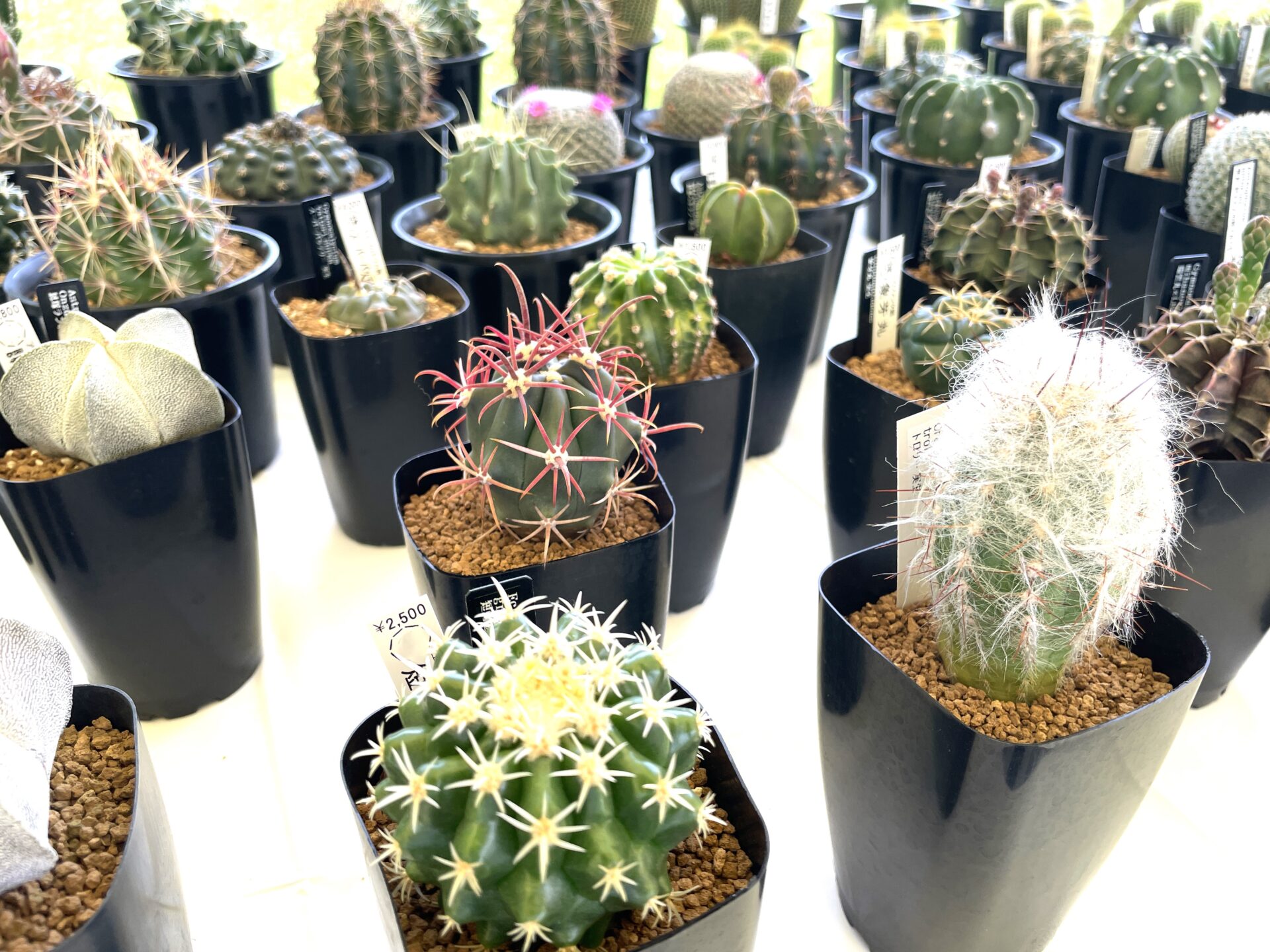 春日井市のご当地グルメ「サボテン料理」！？食べるサボテンのご紹介