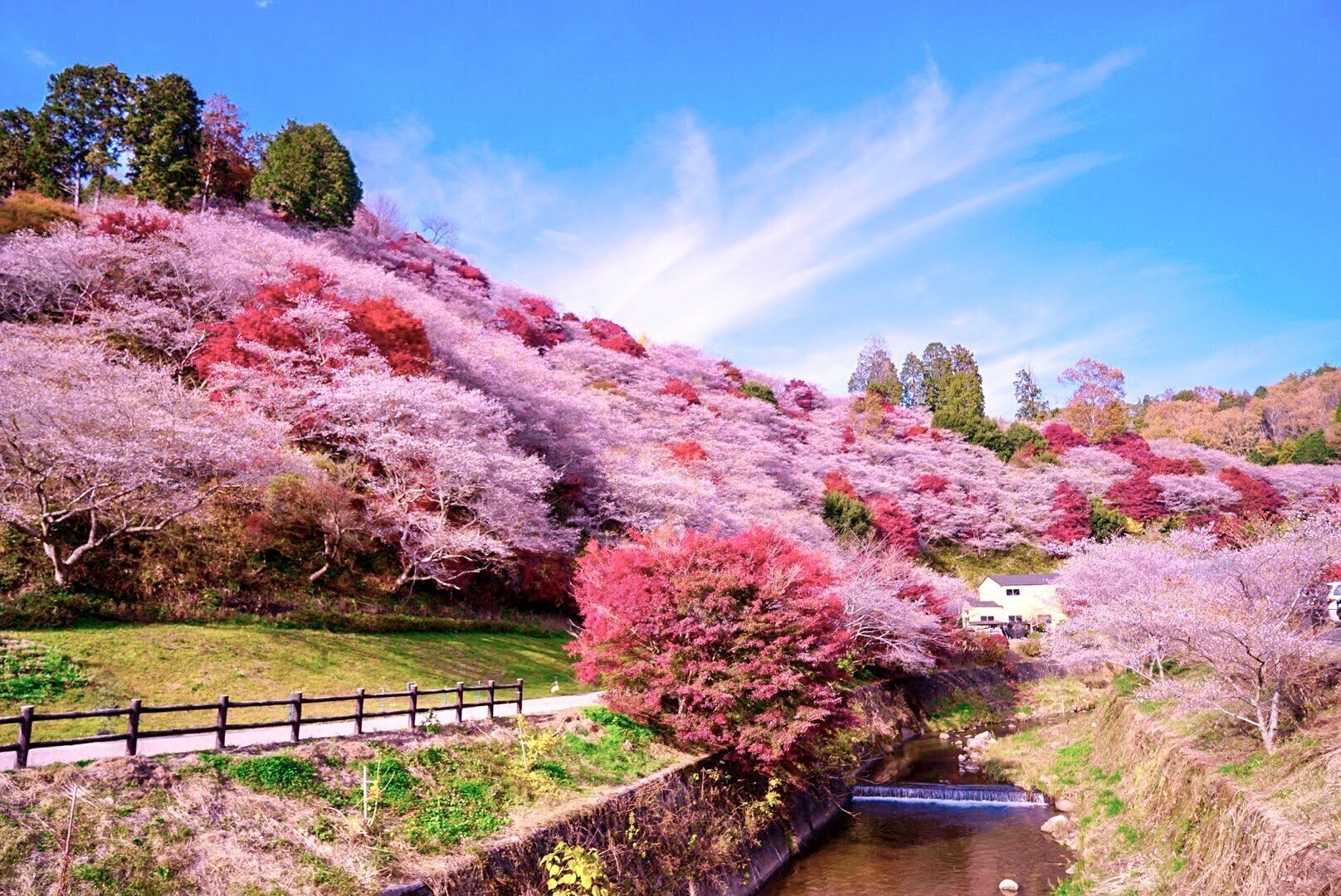 2023年】小原四季桜の見どころ徹底紹介！四季桜と小原和紙に出会う旅 | tabemaro（たべまろ）