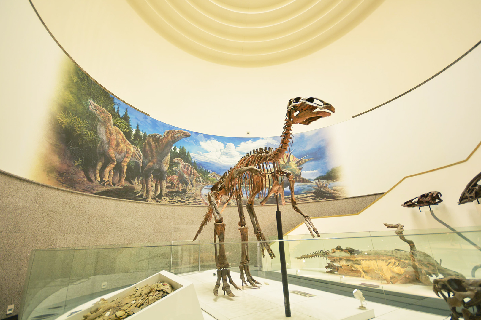 エドモントサウルスの化石写真