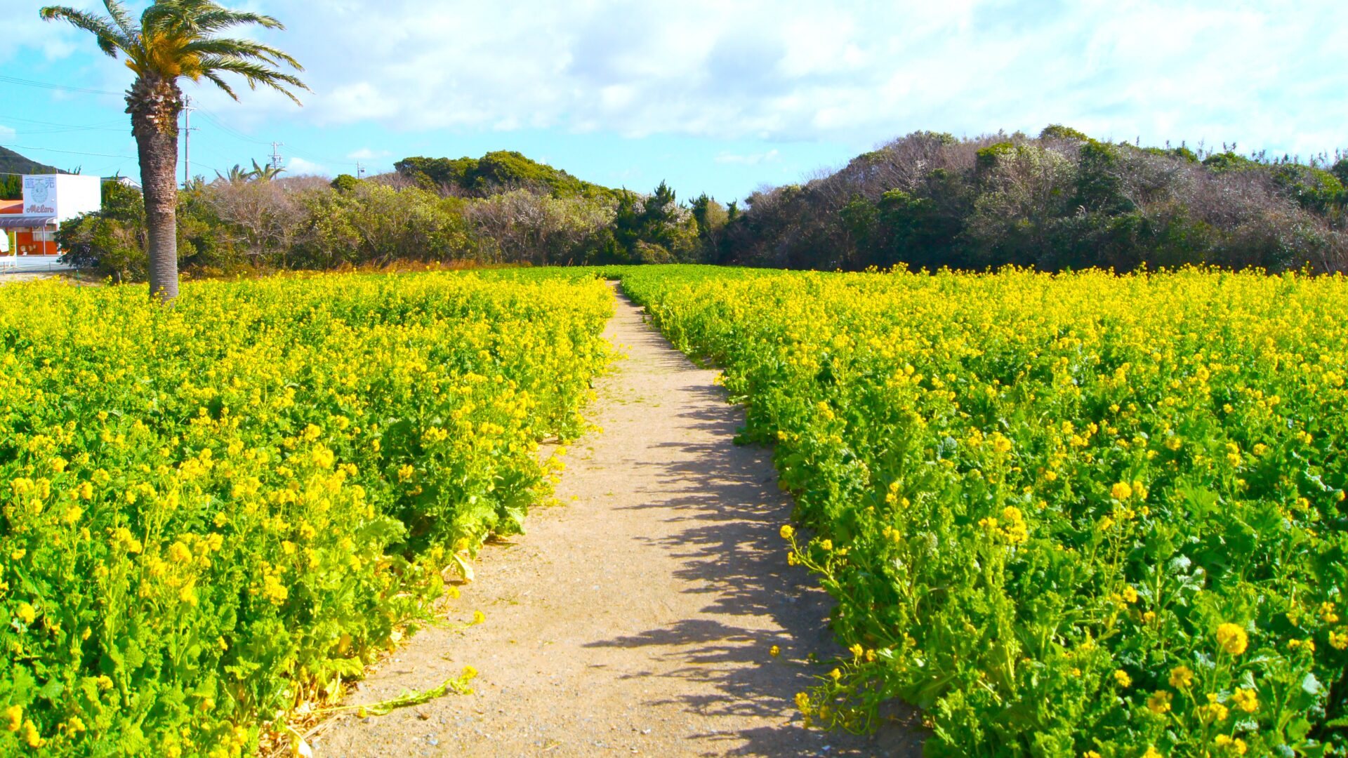 花畑開花情報（9月28日） – 国営昭和記念公園公式ホームページ