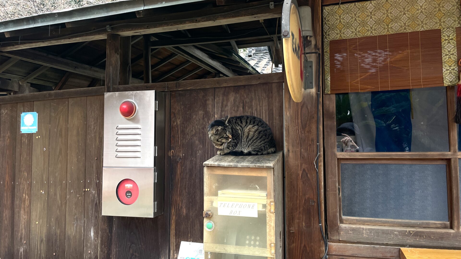 龍泉寺の猫の写真