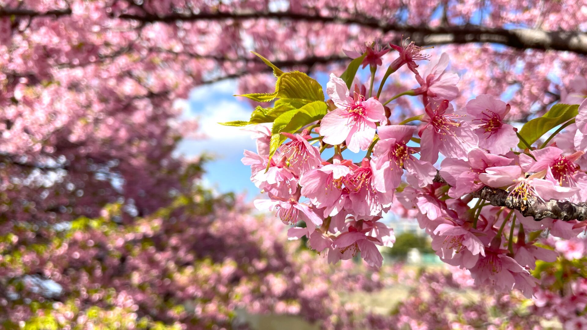 2026年】愛知の河津桜名所12選！ひと足早くお花見を楽しもう